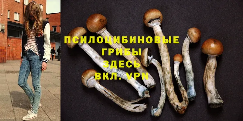 Галлюциногенные грибы MAGIC MUSHROOMS  Жуковский 